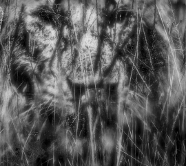 Black Rock Pride 2023, Archival pigment print